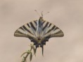 /album/photo-gallery-photogallery/butterfly-subbeticus-national-park-jpg/